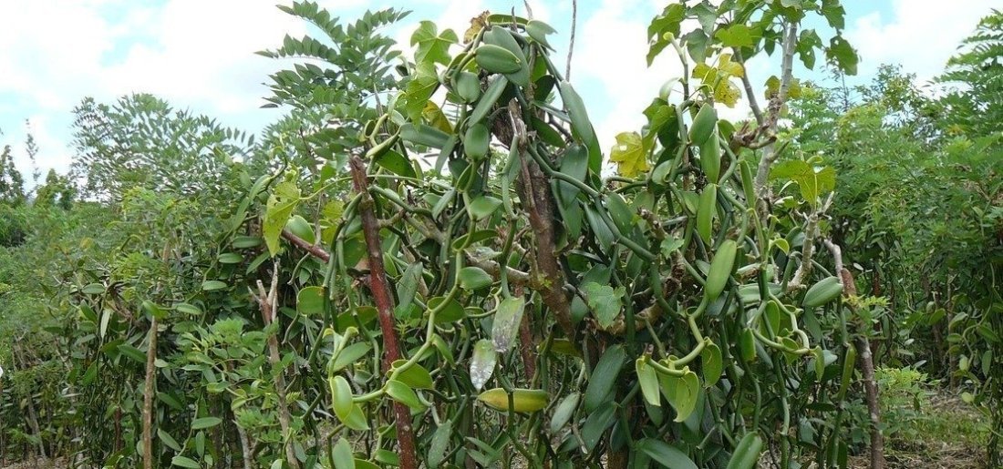 La vanille et la plante de vanillier