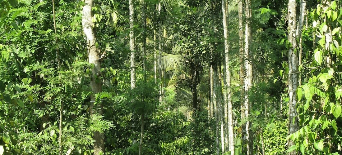 Une ferme de poivre au cœur de la jungle
