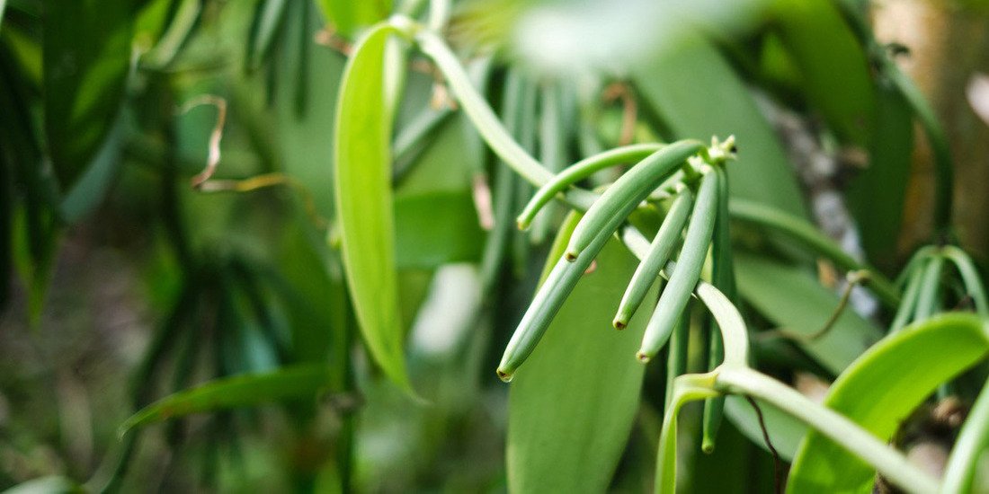 Photo d'une plante de vanille de Sao Tomé-et-Principe