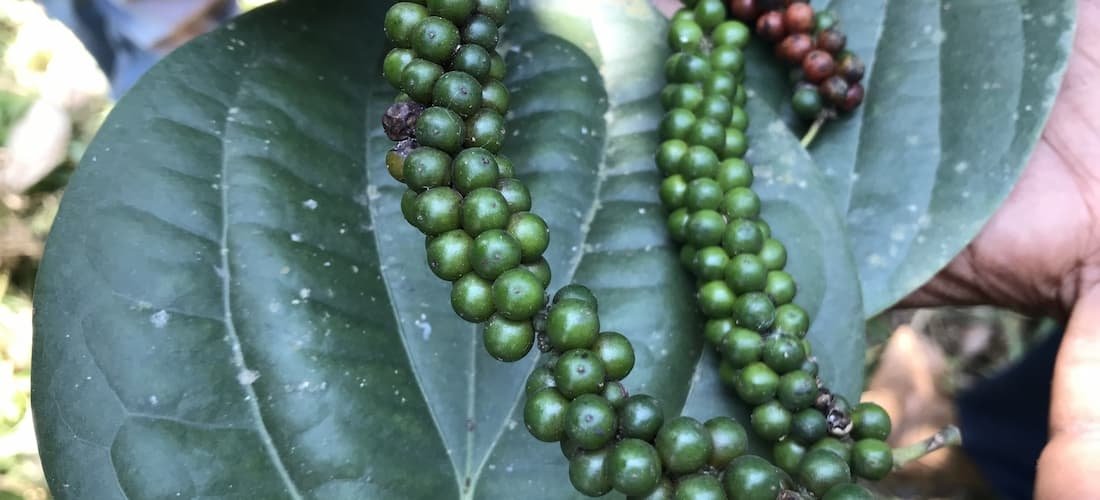 Gros plan sur des baies de poivre entre les mains du cultivateur