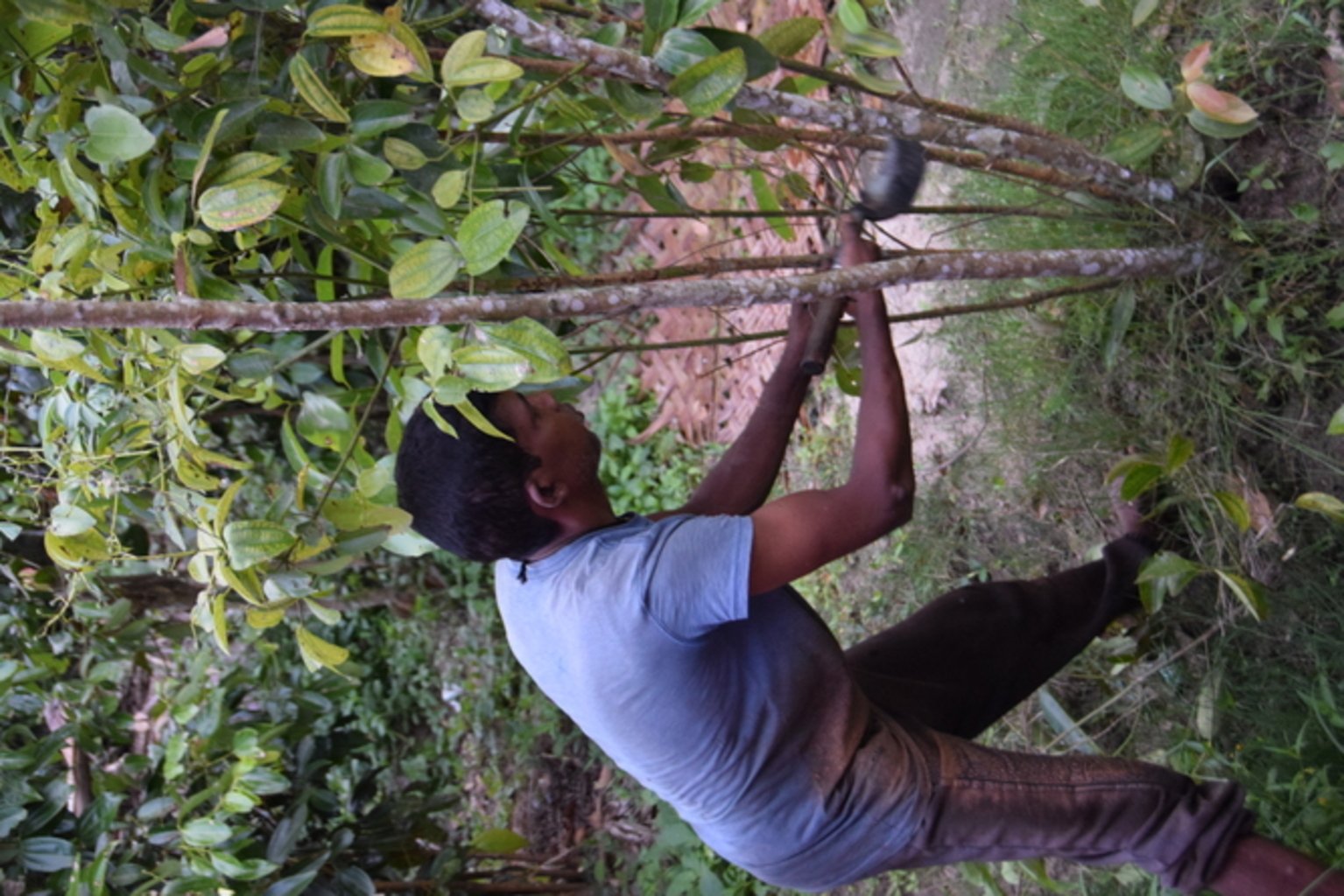 Photo d'un homme qui récolte la cannelle du Sri Lanka