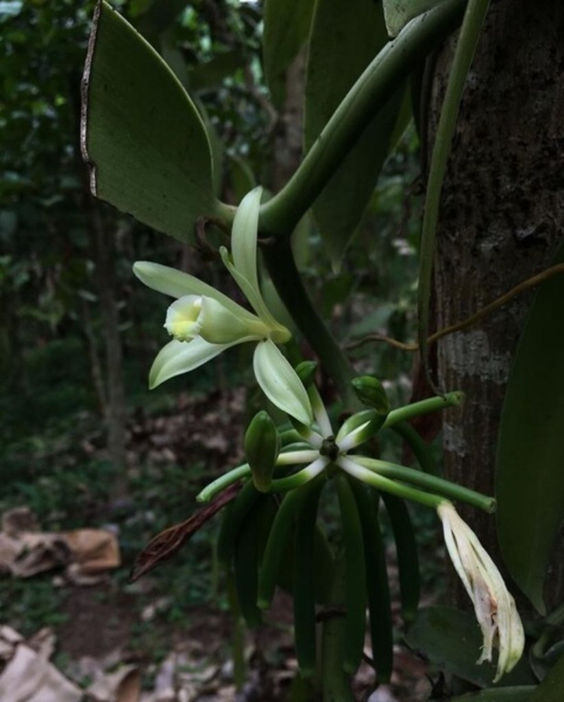 Photo d'une fleur de vanille à l'état sauvage