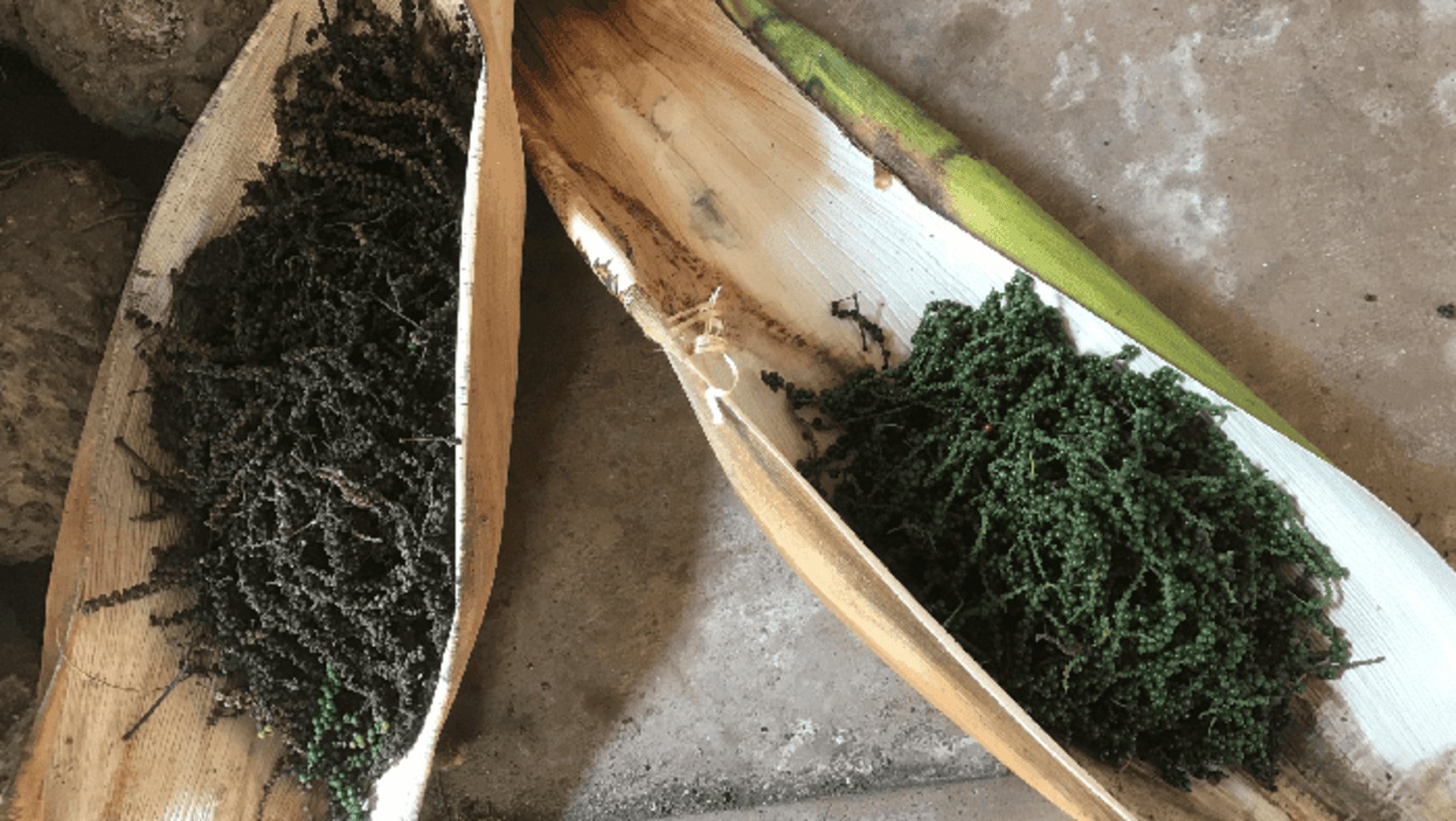 Photo du séchage des grains de poivre Malabar