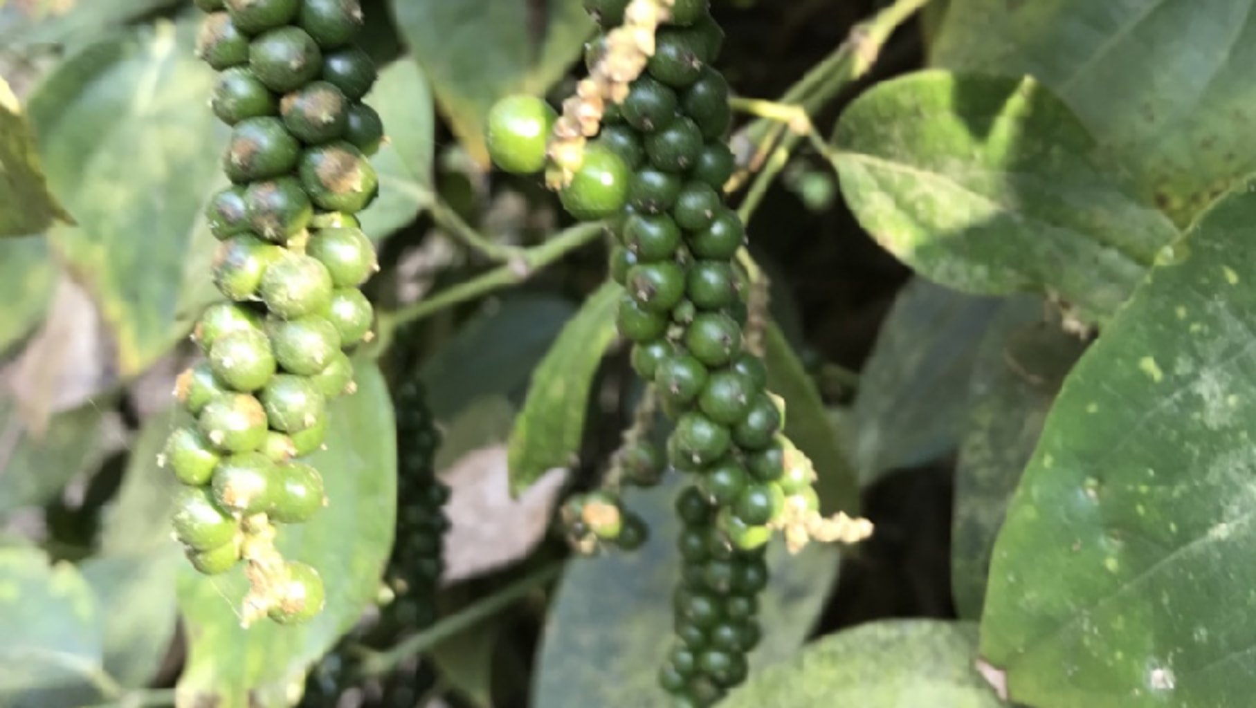 Photo d'une grappe de grains de poivre Malabar verts