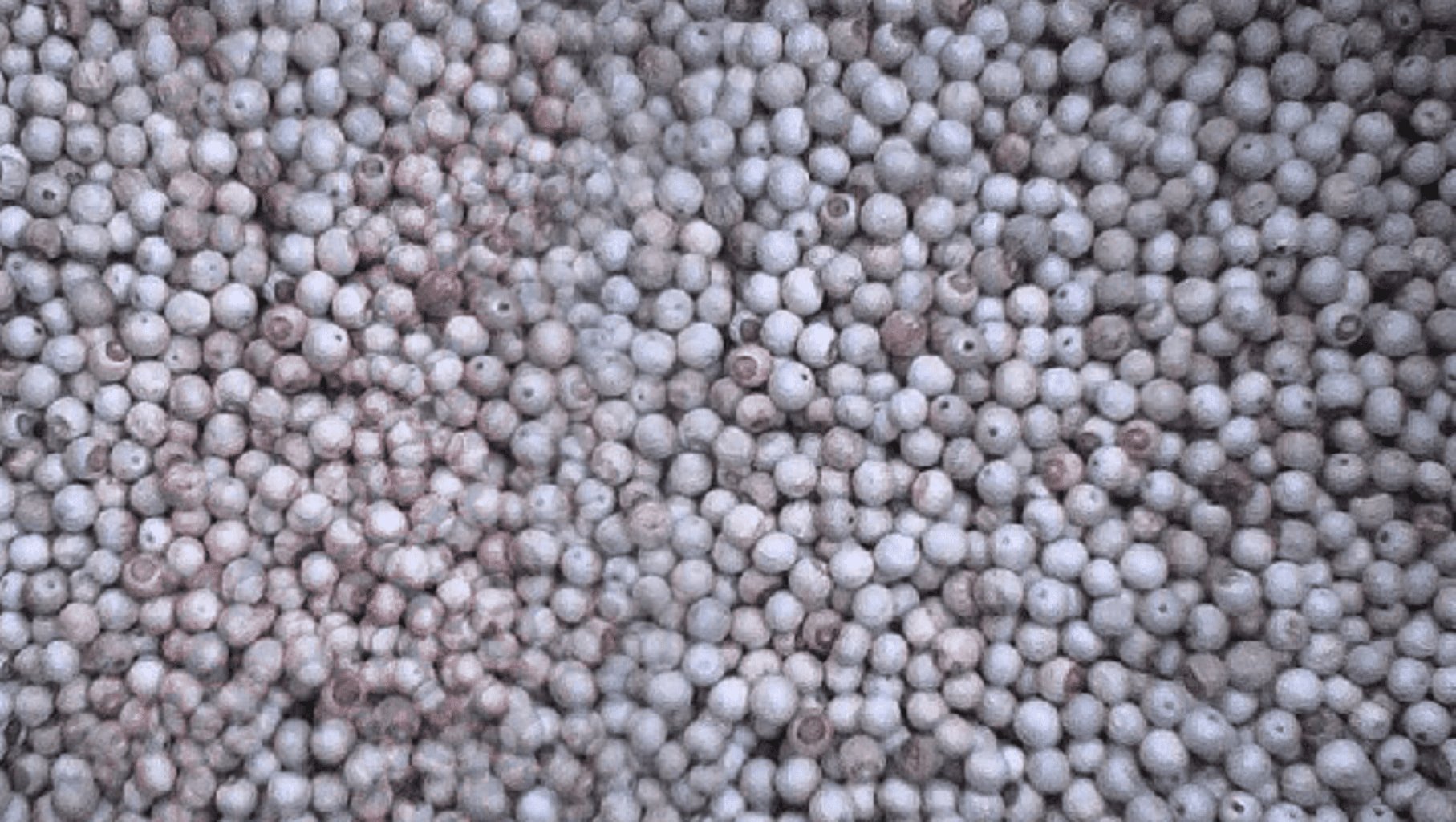 Photo de grains de poivre blanc du Cameroun