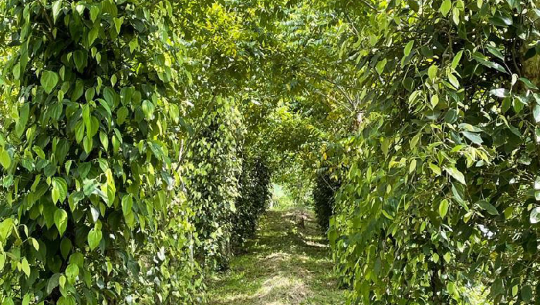 Photo d'une plantation de poivriers au Cameroun