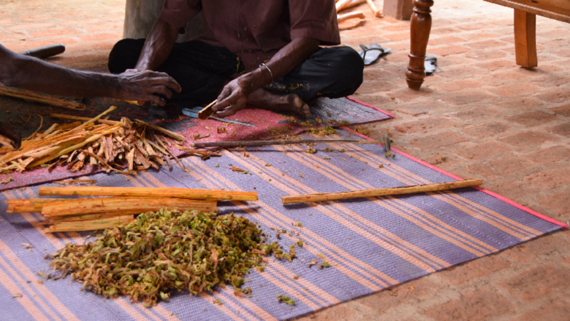 Photo de producteurs du Sri Lanka qui enlèvent l'écorce des bâtons de cannelle