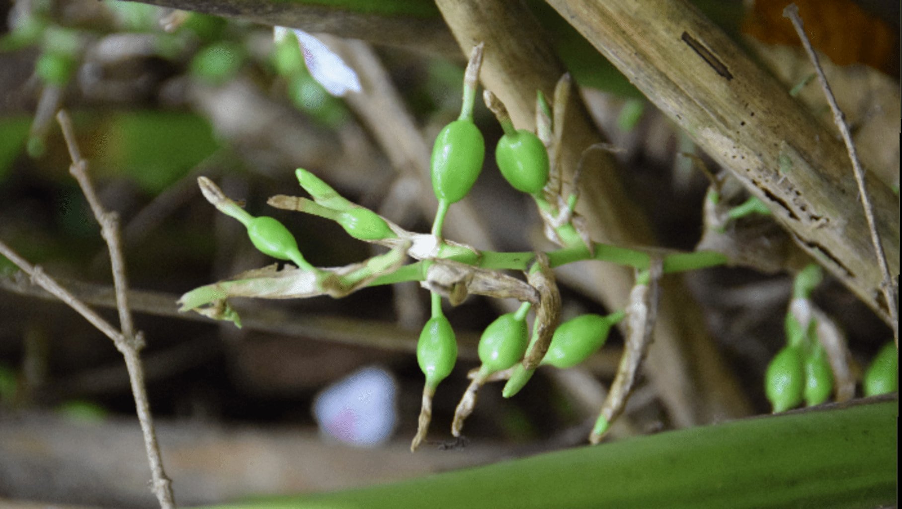 Photo des fruits de la plante de cardamome