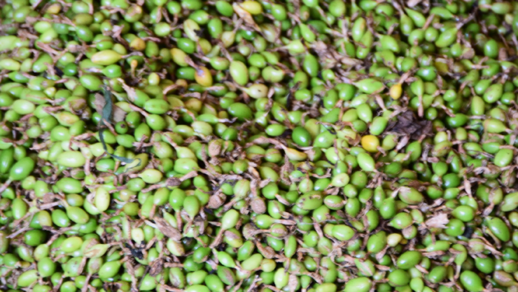 Photo des grains de cardamome verte