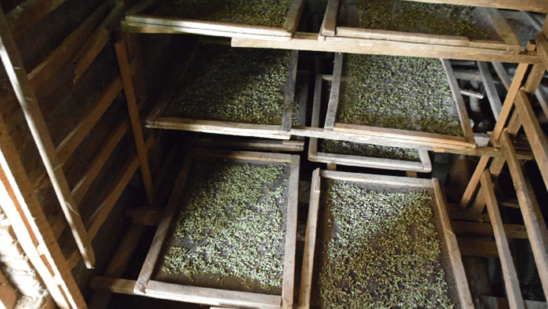 Photo de l'étape de séchage de la cardamome verte dans des fours traditionnels