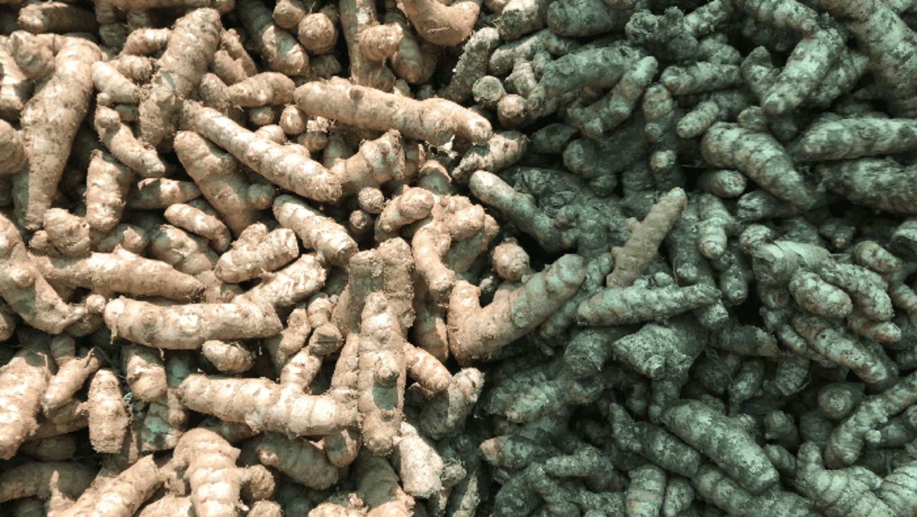 Photo de rhizomes de curcuma d'Inde