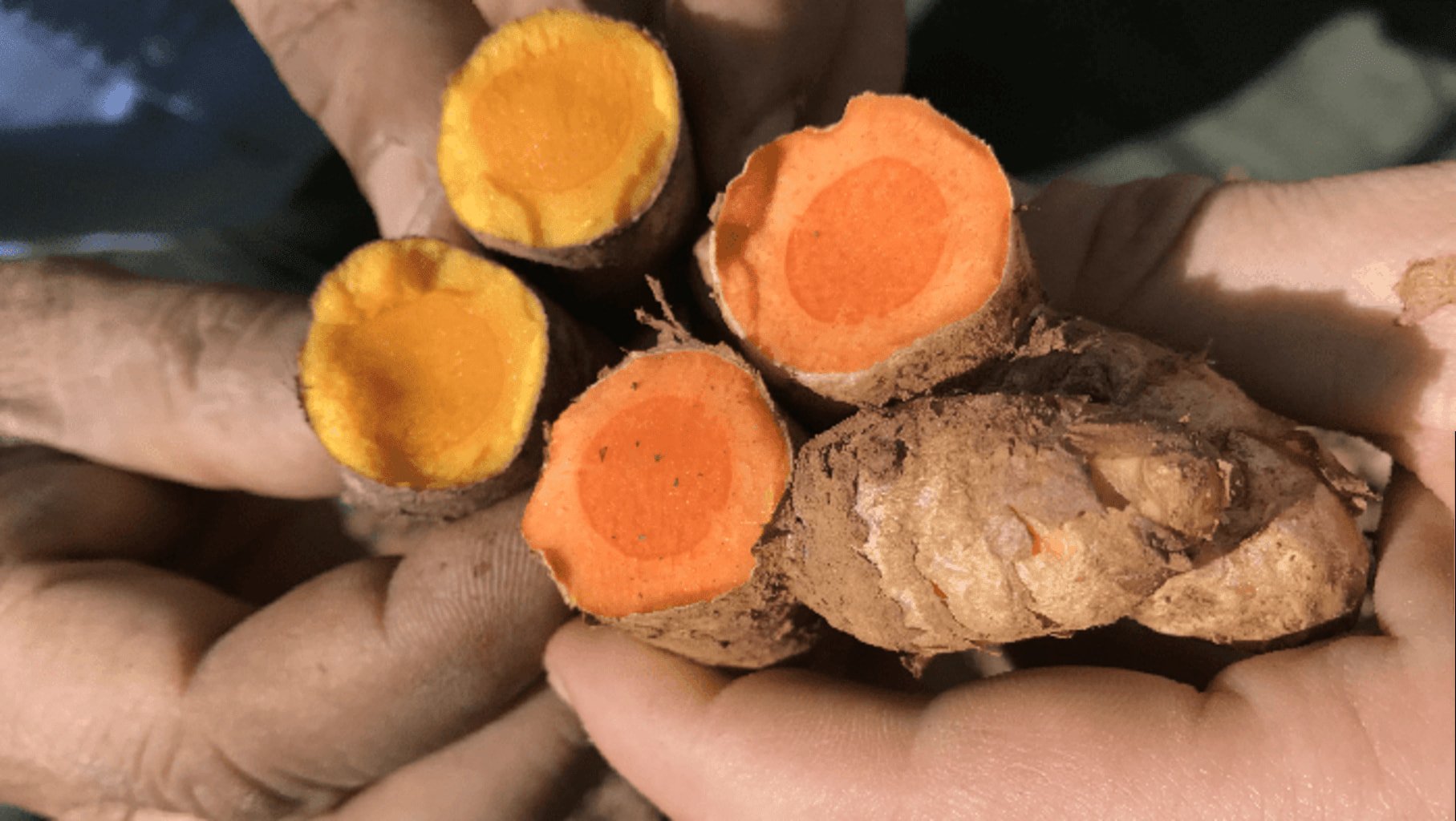 Photo d'un rhizome de curcuma coupé en deux