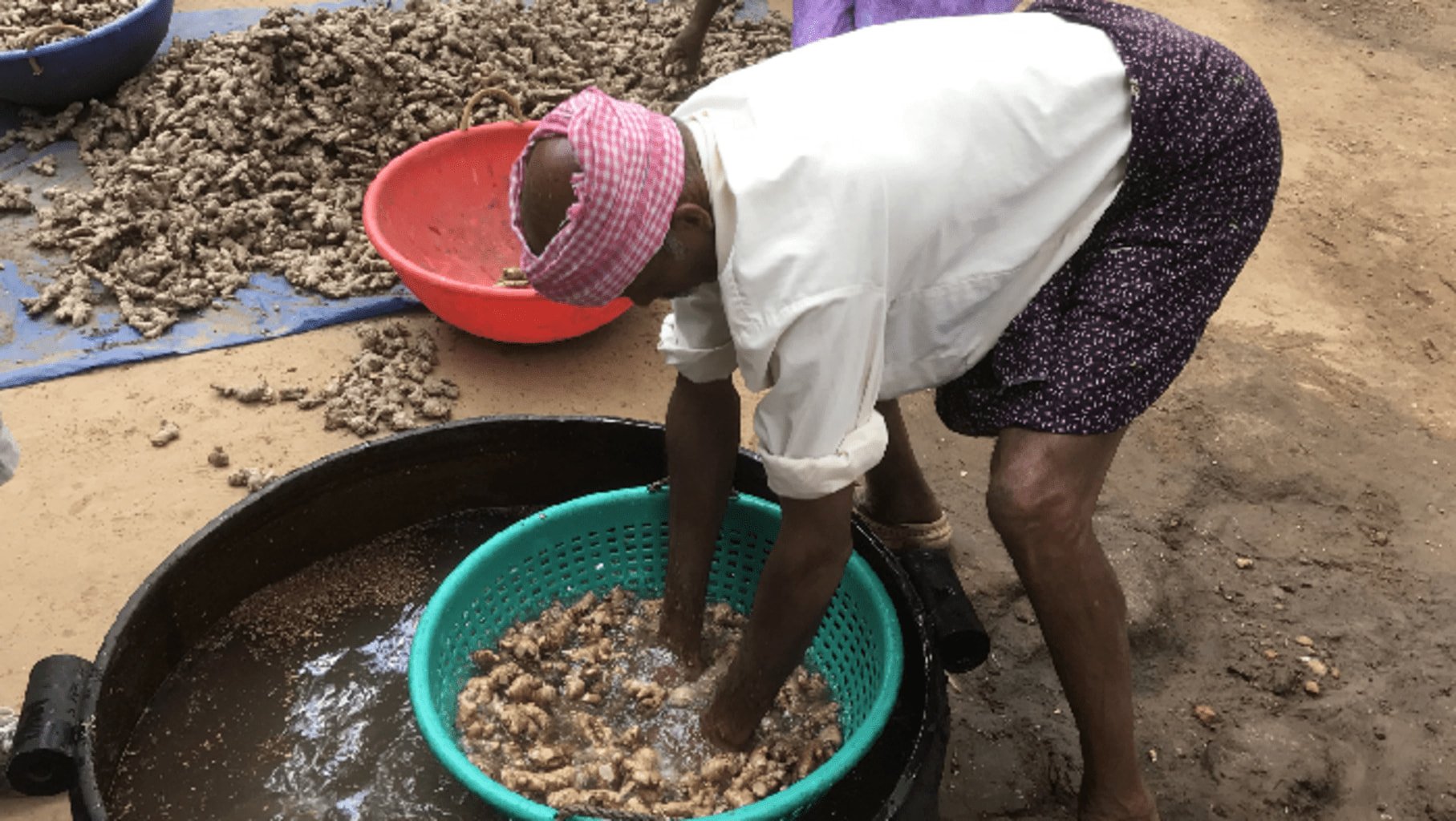 Photo d'une productrice qui nettoie du gingembre