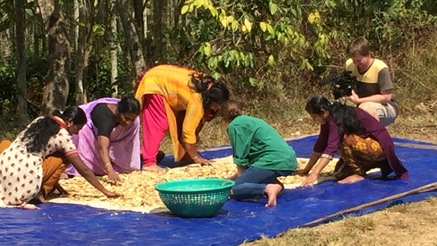 Photo du tri du gingembre par Mathilde Roellinger et des habitantes du Kerala