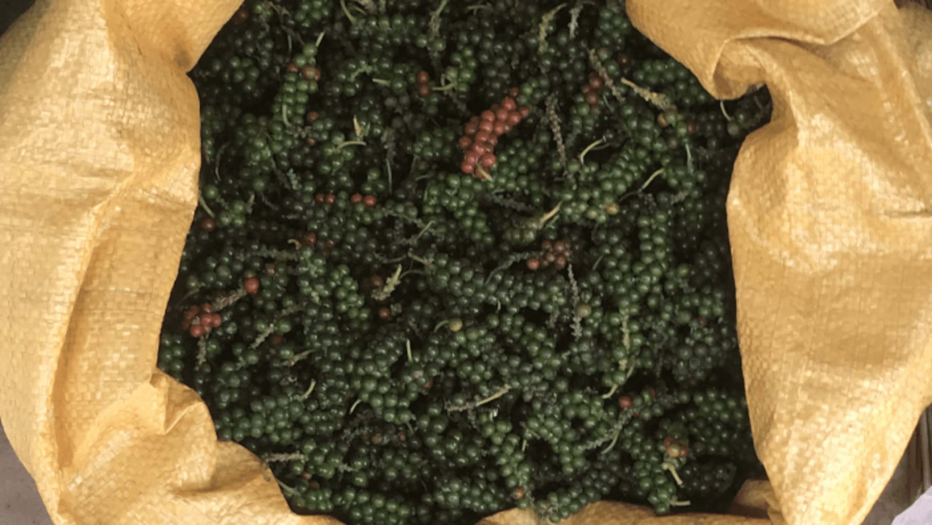 Photo des grains de poivres de la variété Jeekamundi
