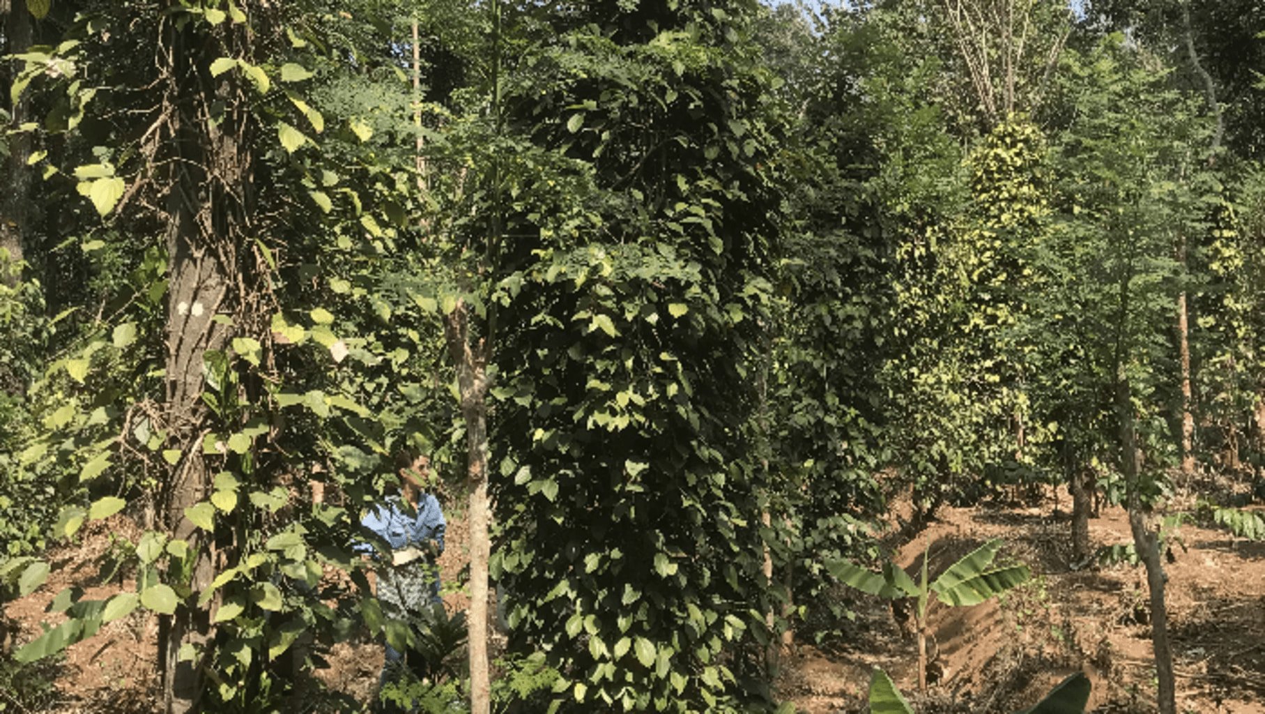 Photo de poivriers indiens dans une ferme-jungle