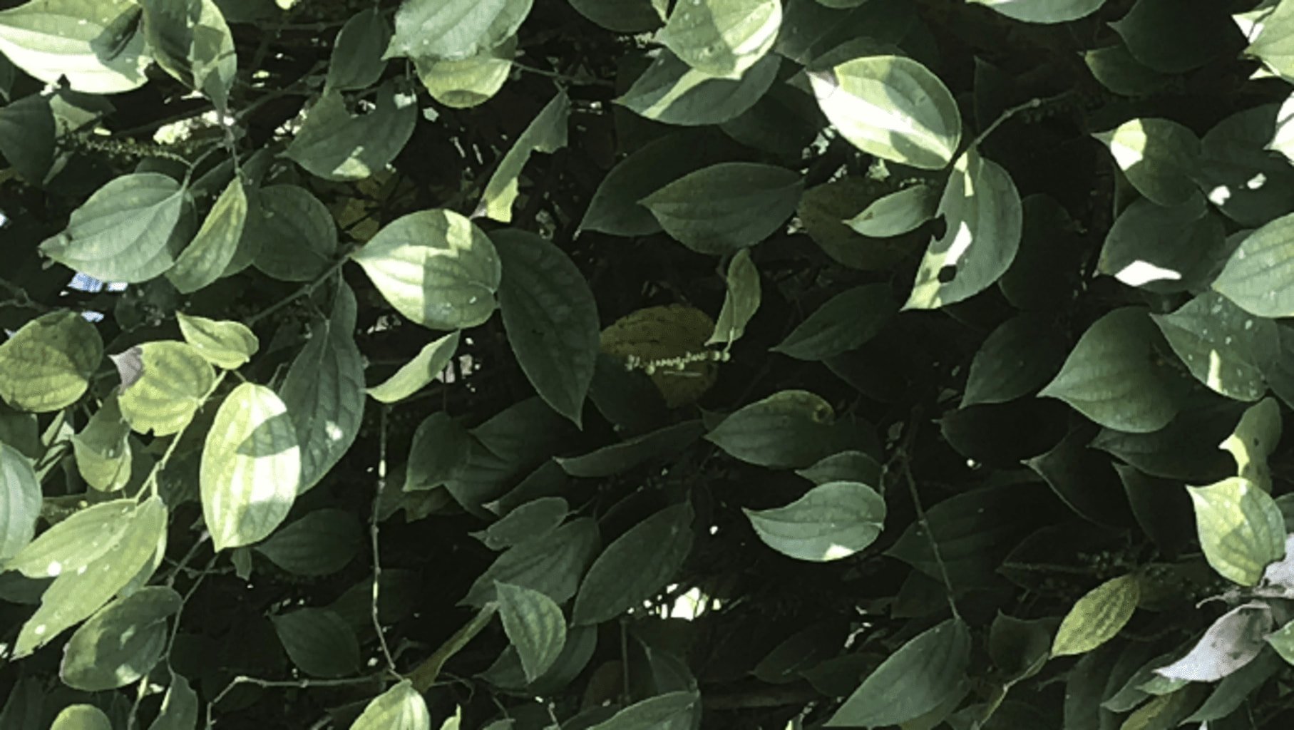 Photo des feuilles du poivrier Karimunda