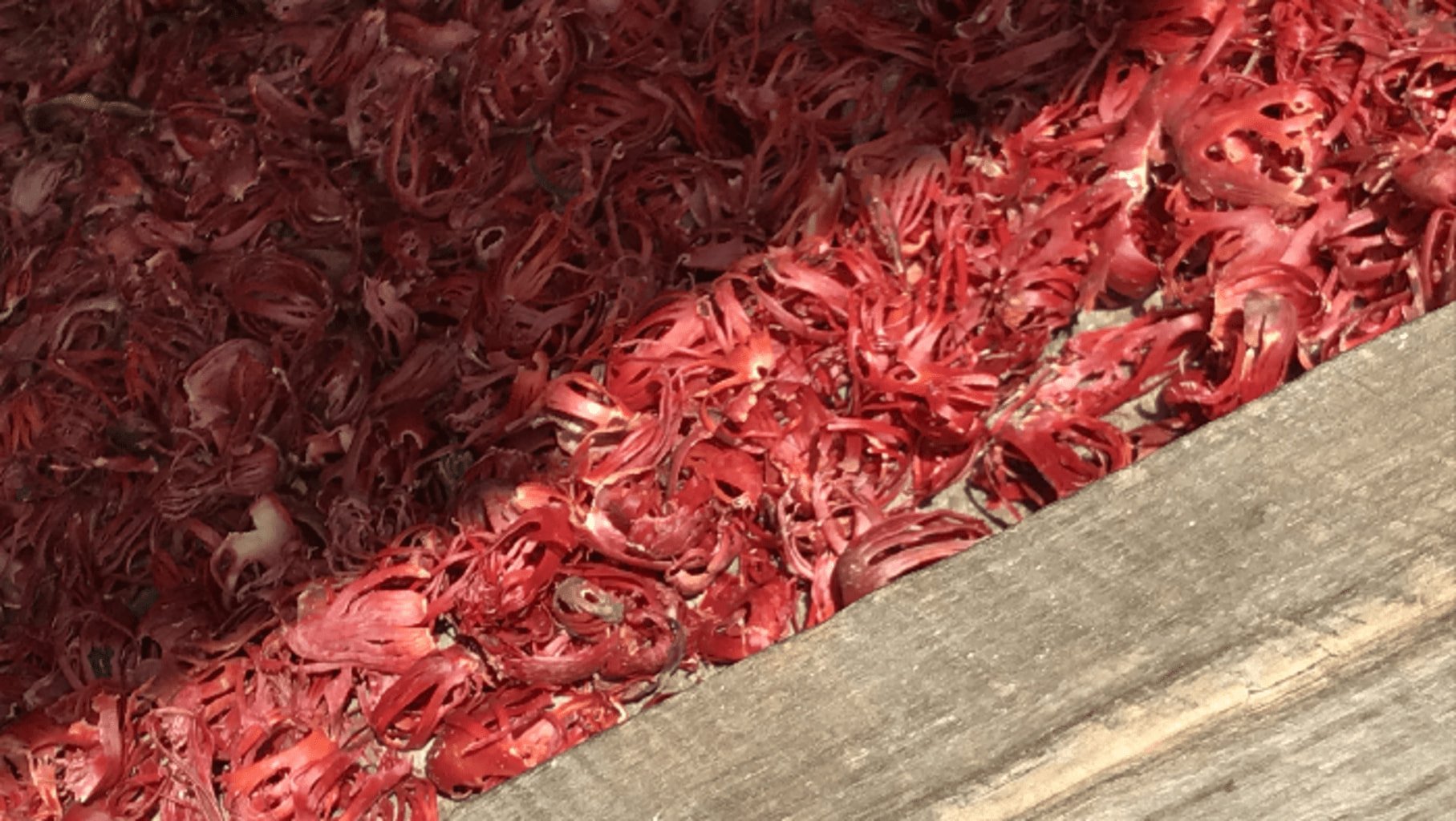 Photo de macis rouge avant l'étape de séchage au soleil