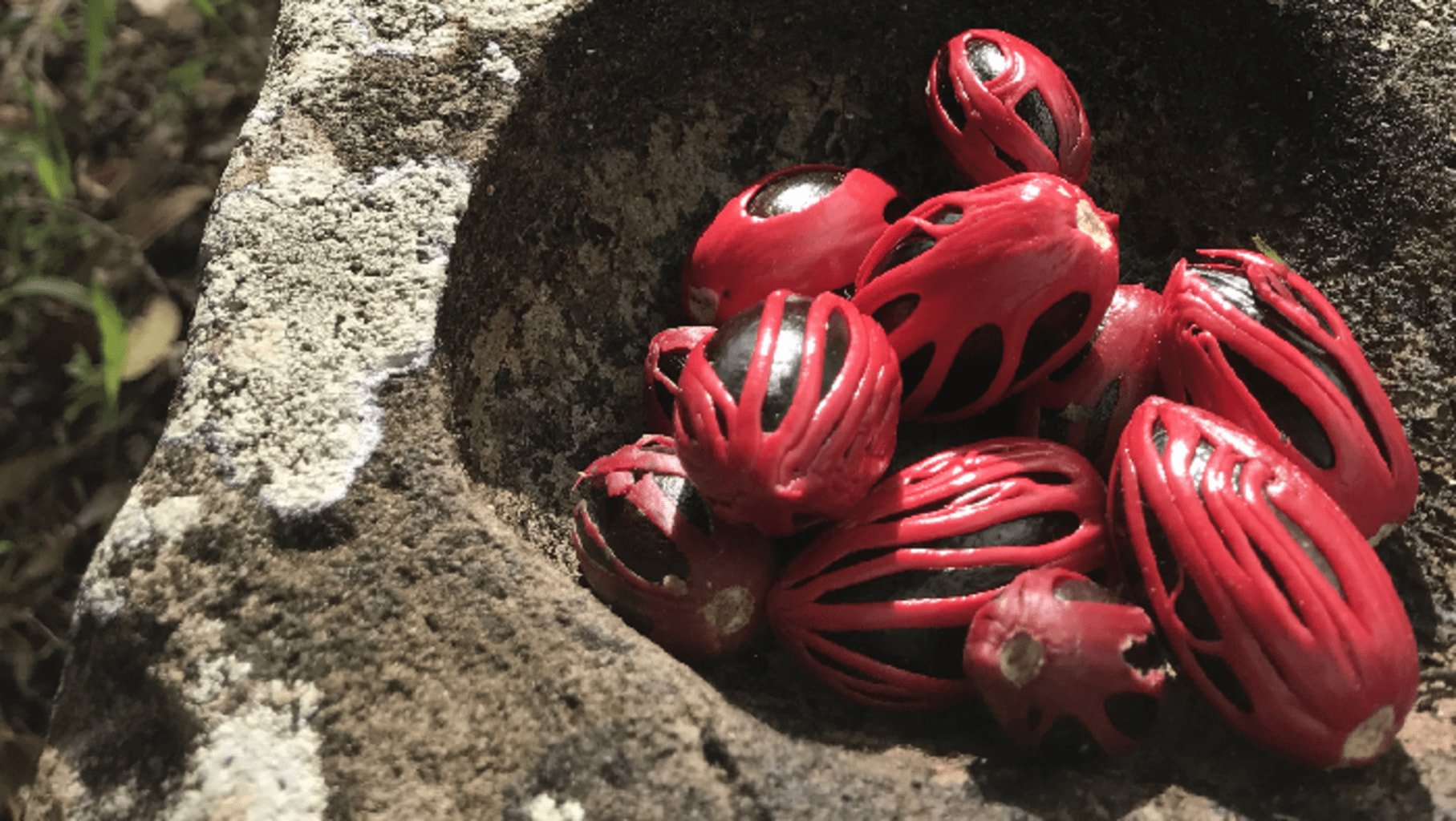 Photo de noix de muscade recouvertes de macis