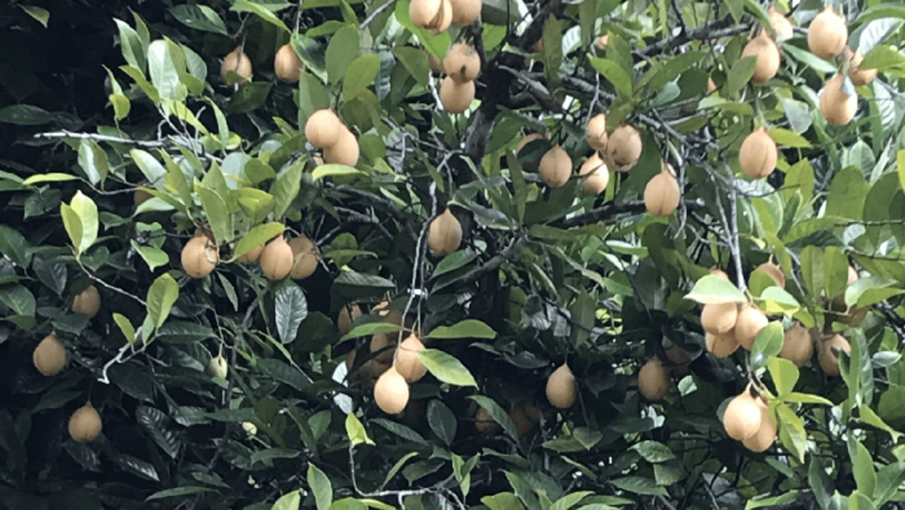 Photo d'un muscadier avec des fruits