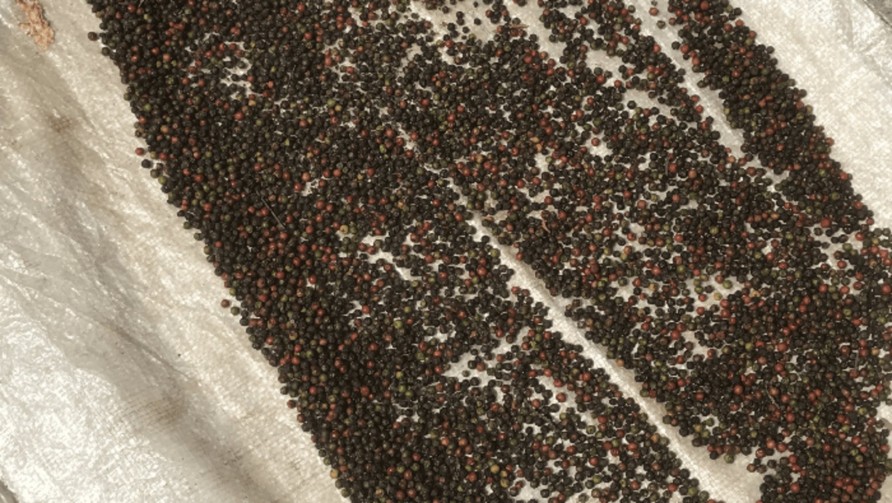 Photo de grains de poivre Malabar en train de sécher sur une bâche