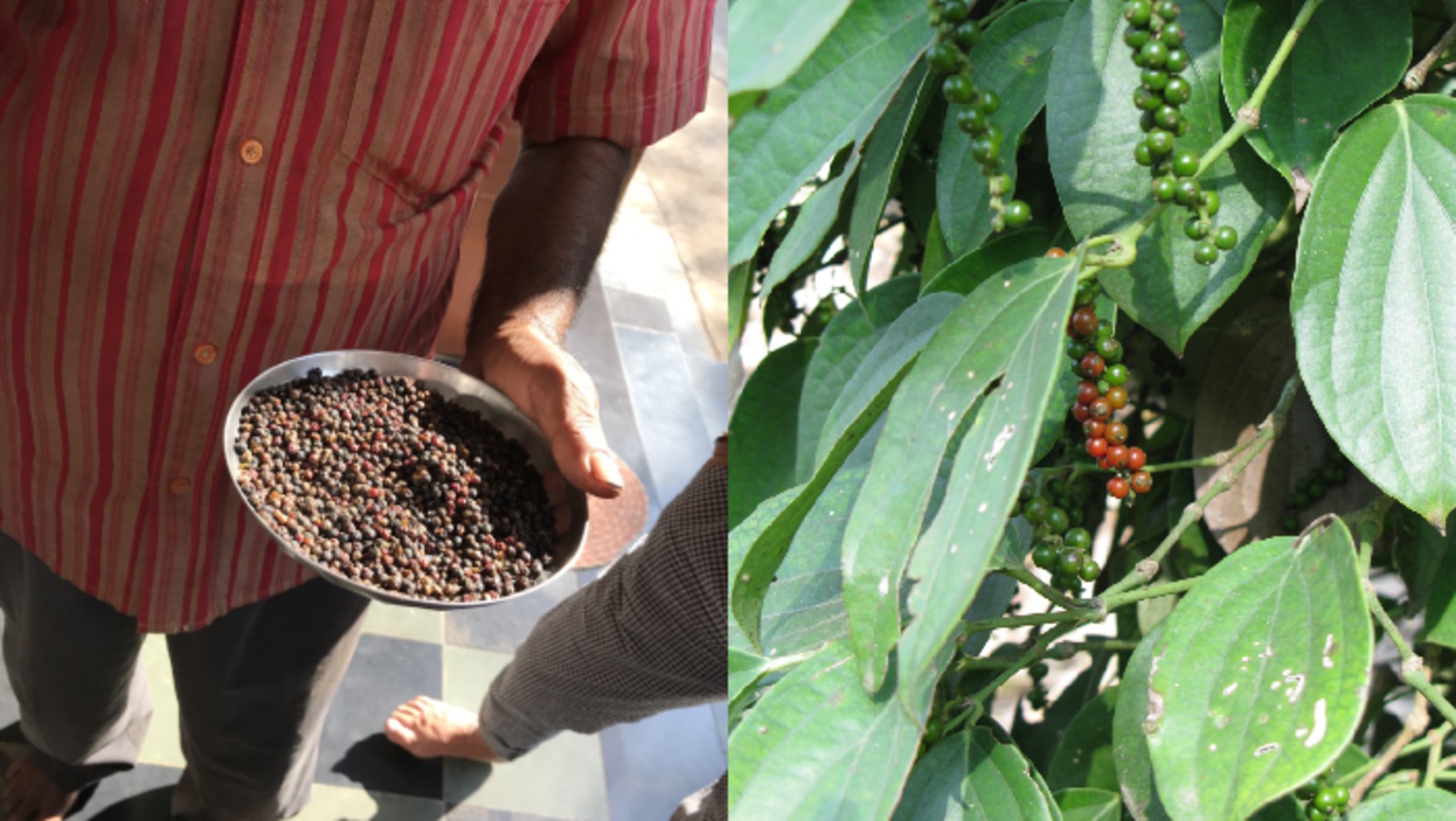 Photo de grains de poivre Malabar rouge dans la main d'un producteur