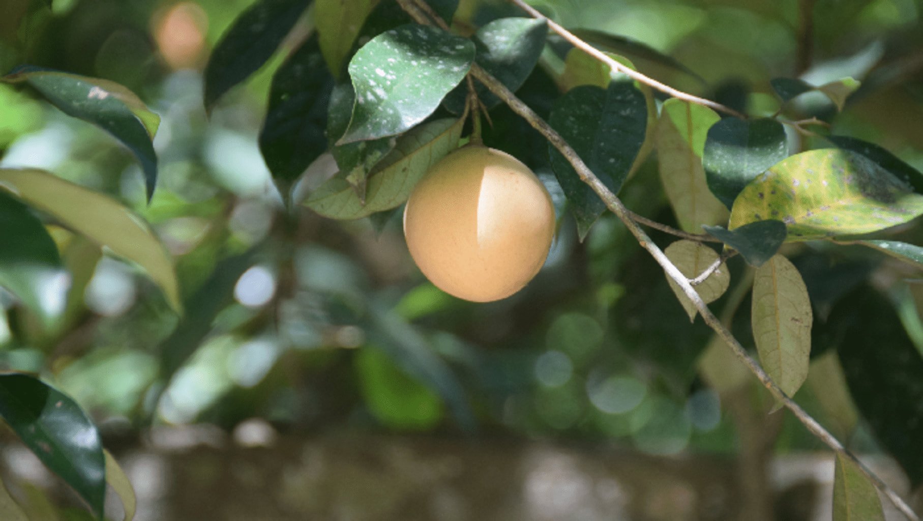 Photo d'un fruit du muscadier sur une branche
