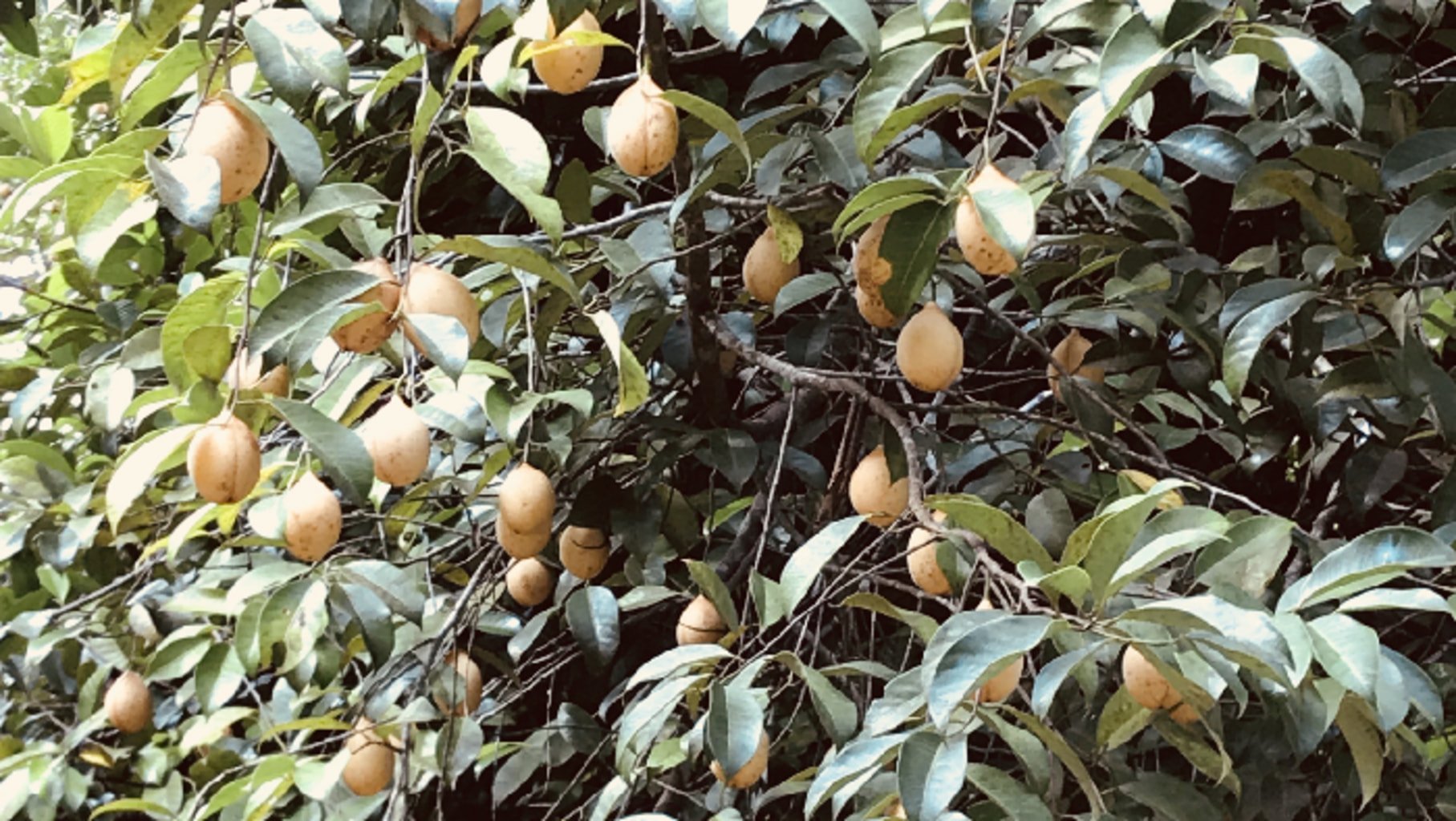 Photo d'un muscadier rempli de fruits mûrs