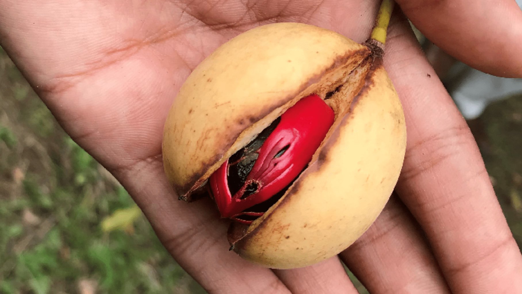 Photo d'une noix de muscade dans son fruit