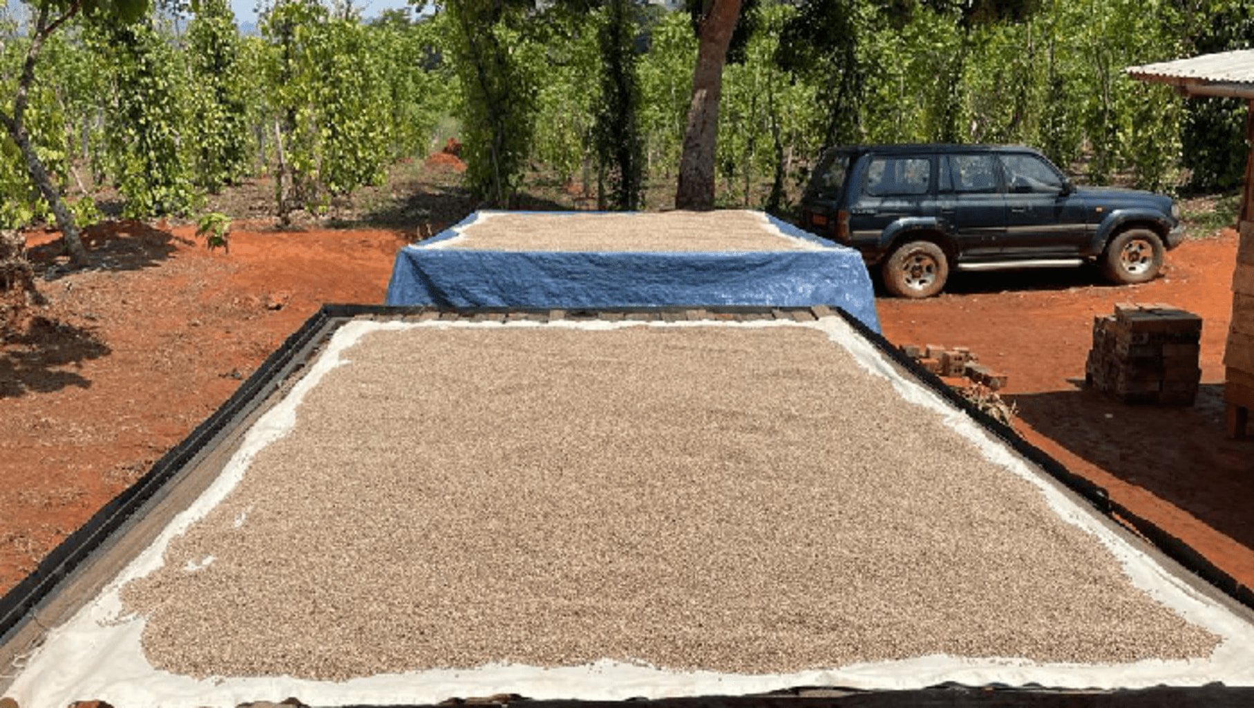 Photo de l'étape de séchage du poivre blanc du Cameroun