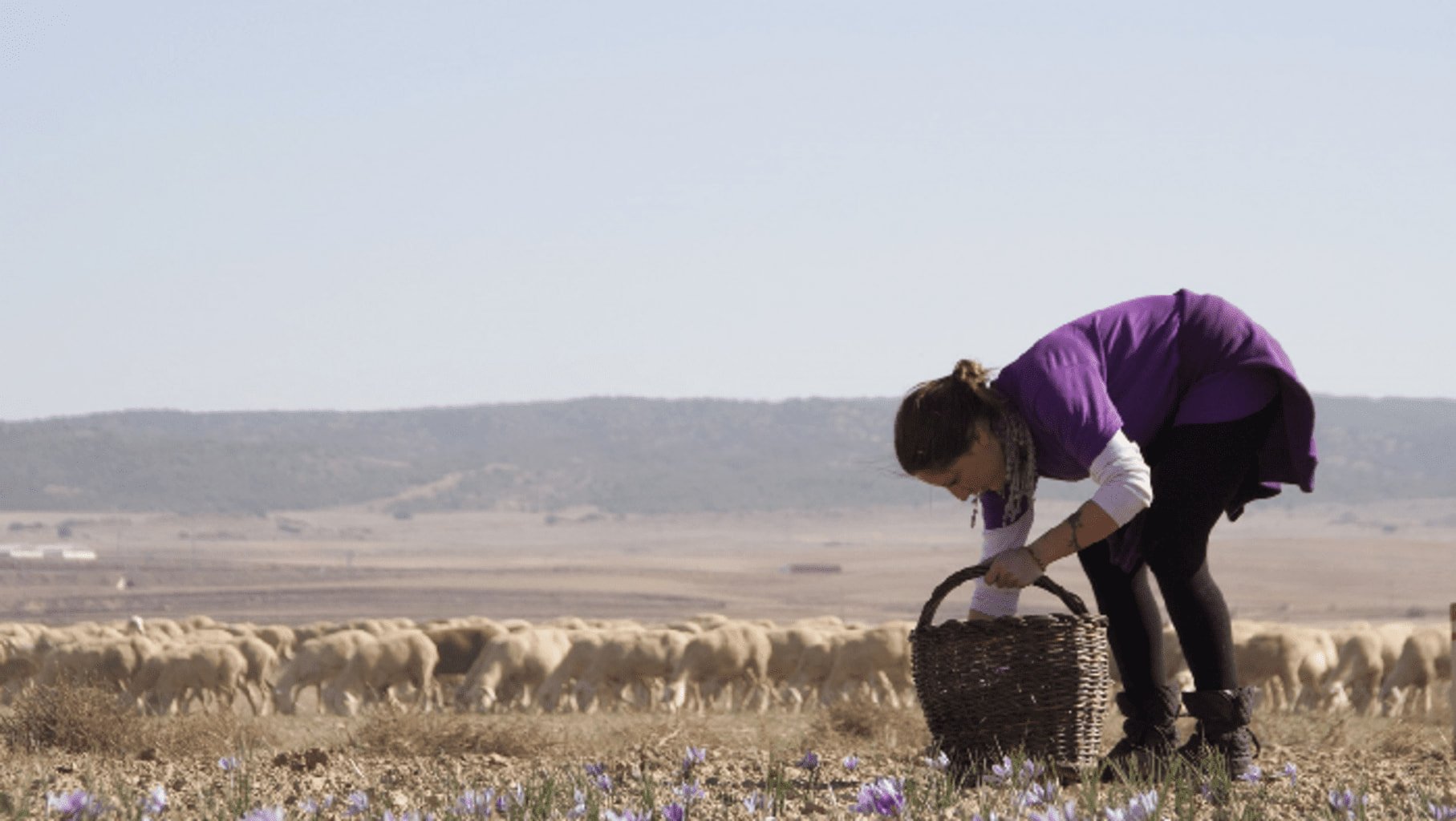 Photo de la récolte manuelle des fleurs de safran d'Espagne