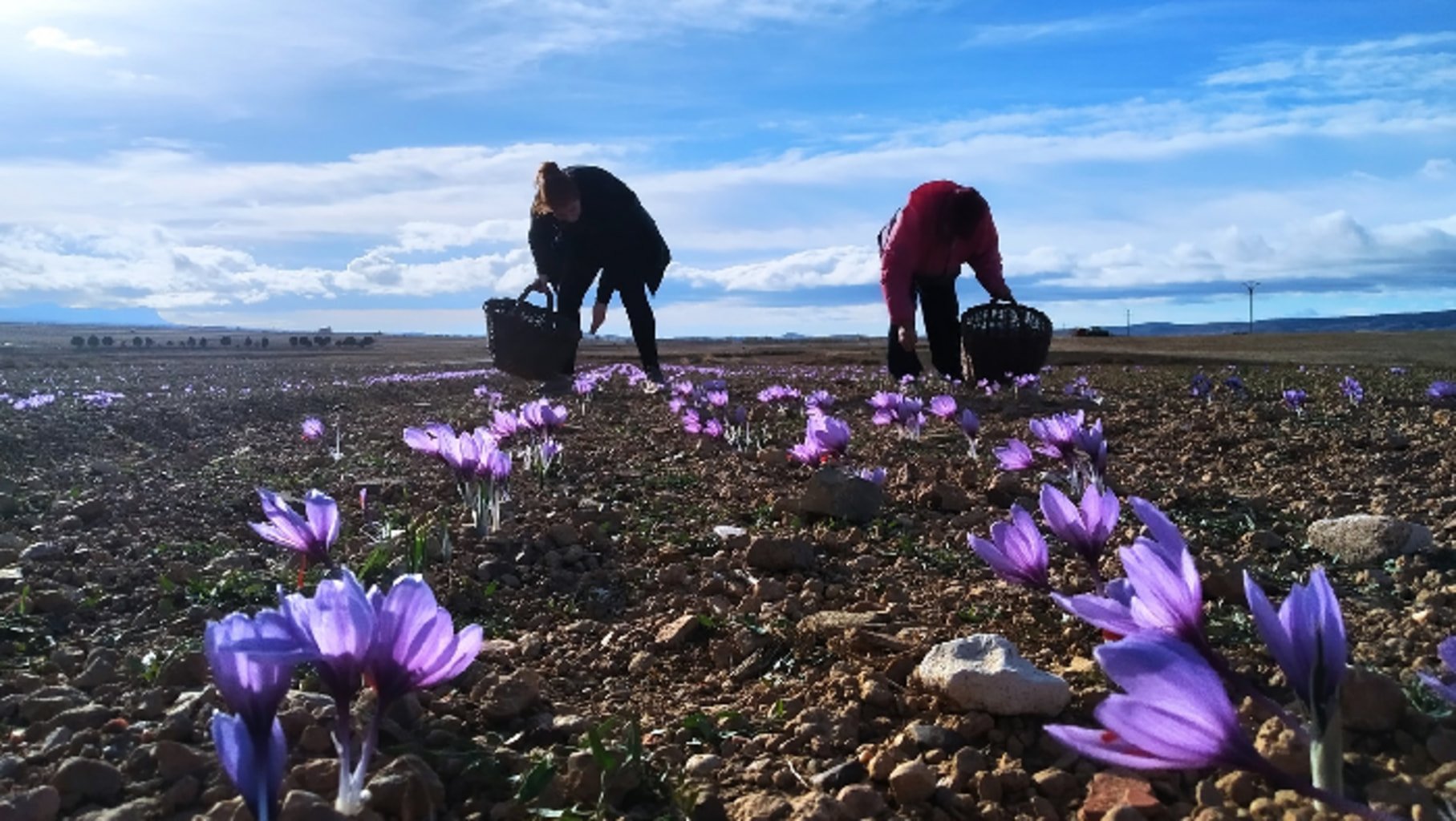 Photo de la récolte des fleurs de safran