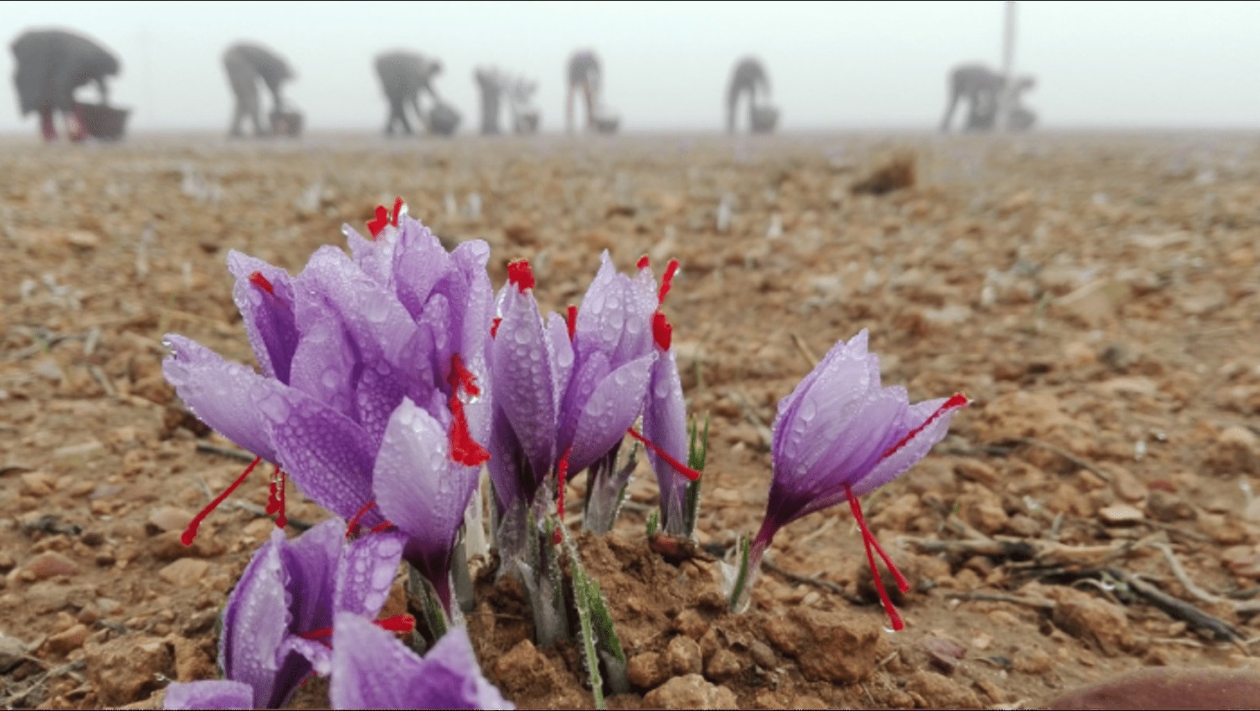 Photo d'une fleur de safran dans la terre