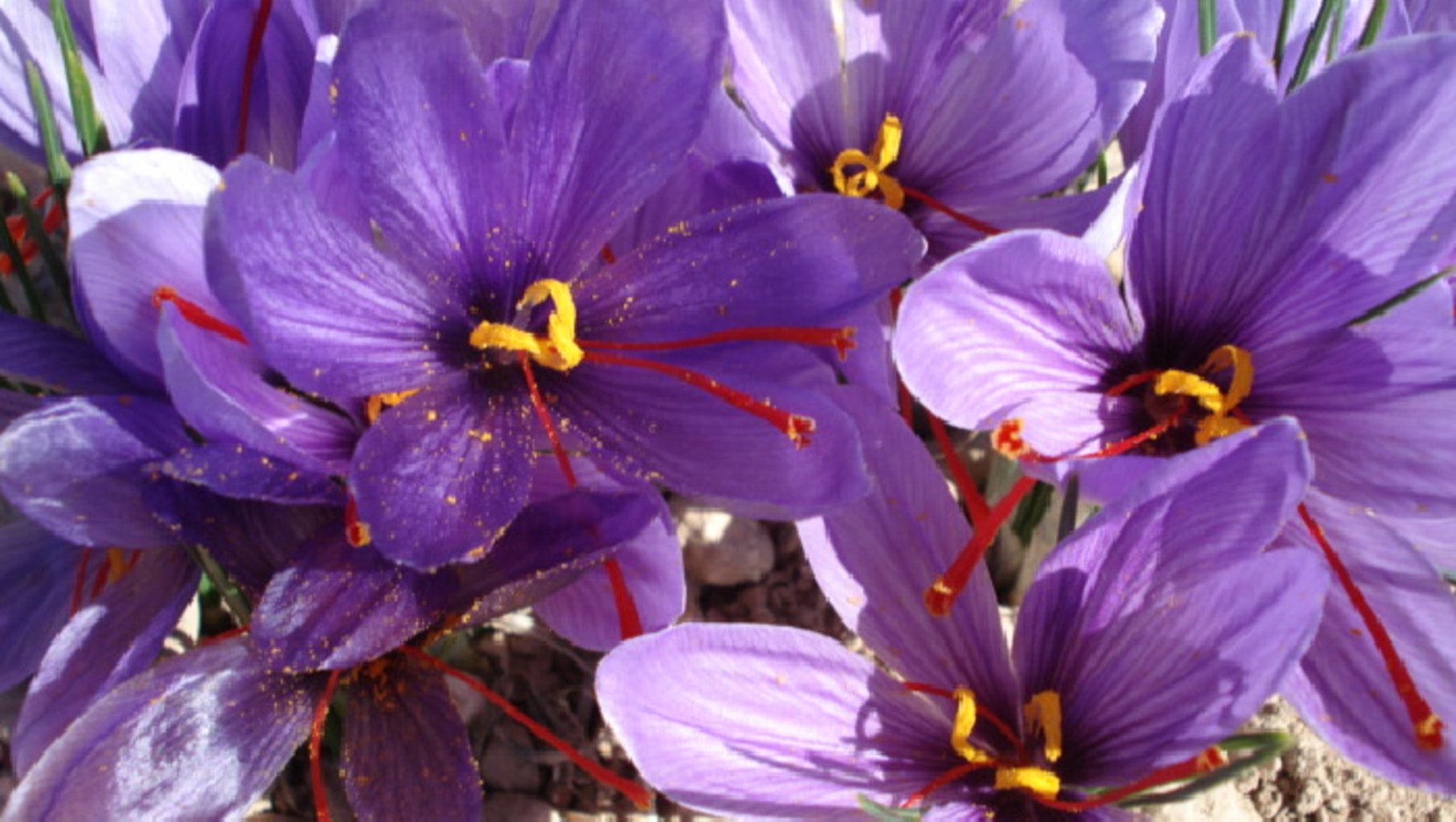 Photo de fleurs de safran