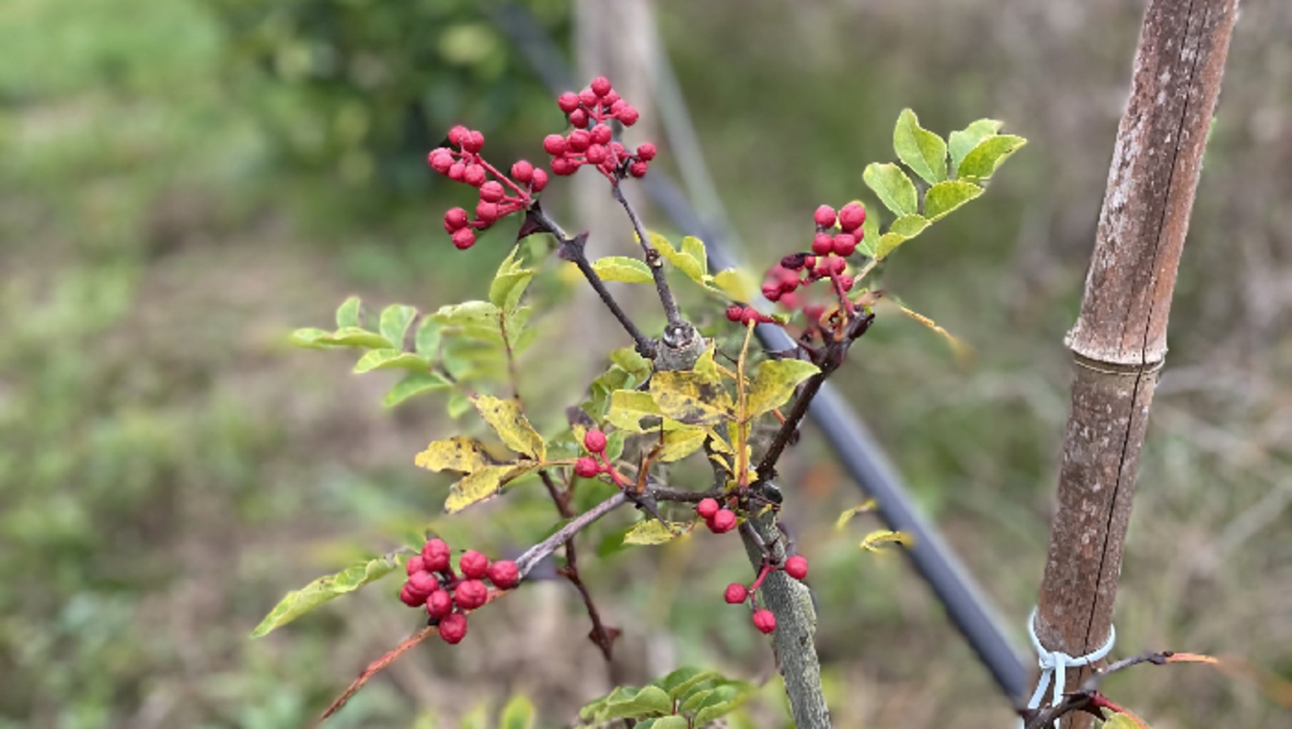 Photo d'un plant de poivre de Sichuan de France
