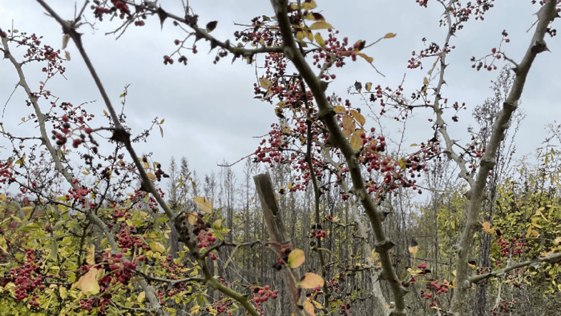 Photo des baies de poivre de Sichuan sur un arbre avant la récolte