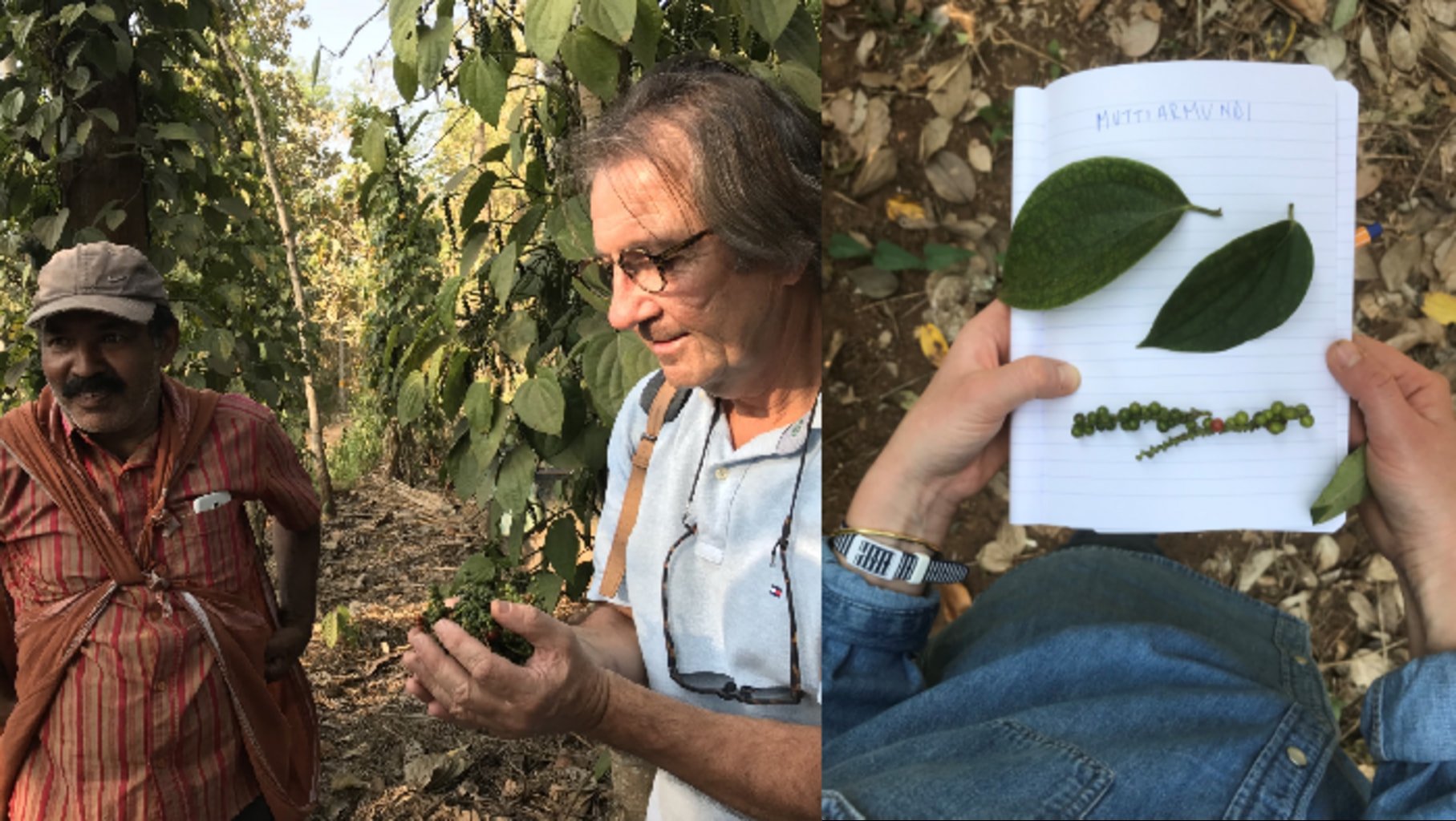Photo d'Olivier Roellinger qui récole du poivre Muttiarmundi avec un fermier indien