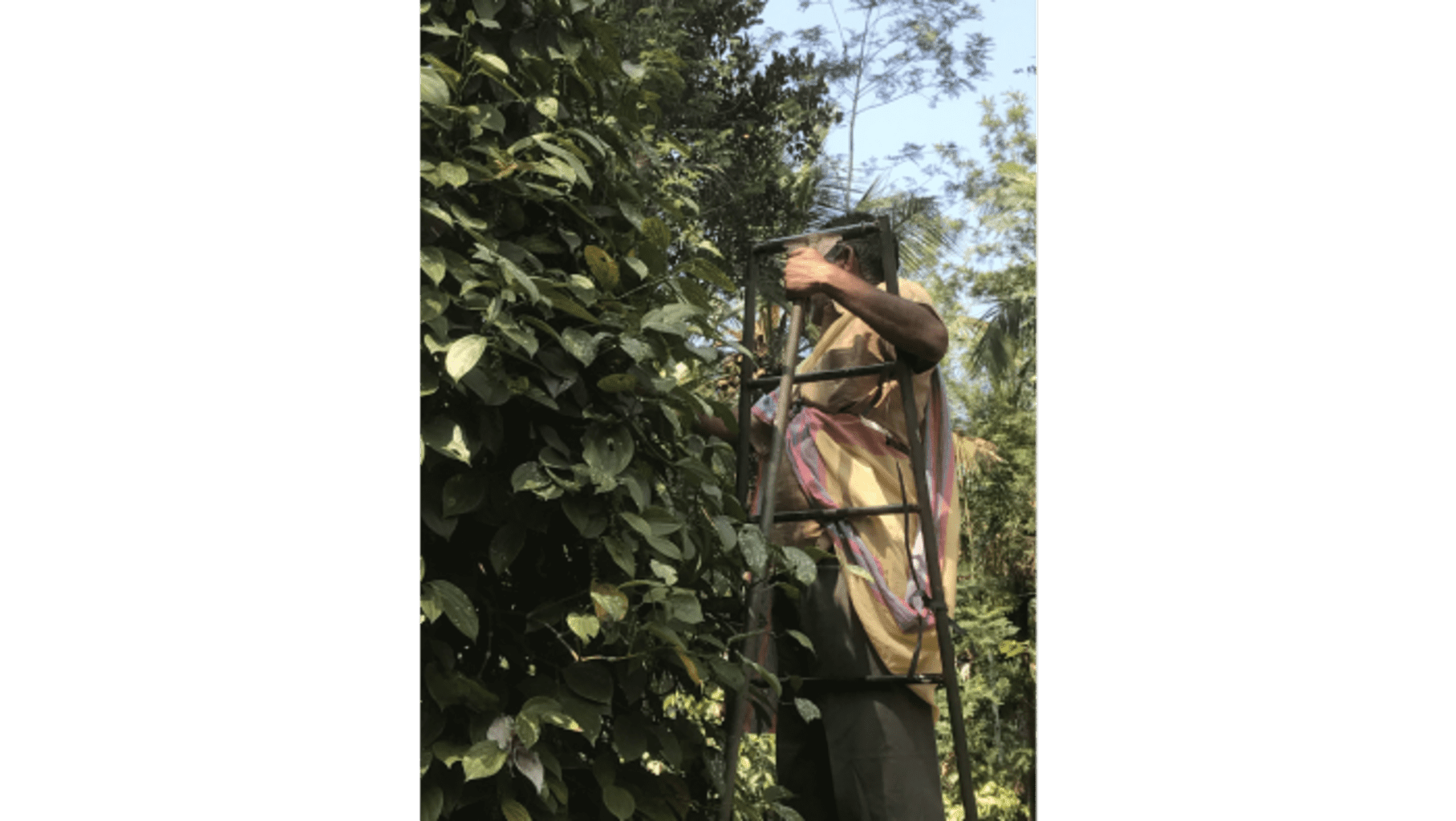 Photo d'un fermier qui récolte le poivre indien Karimundi dans un arbre