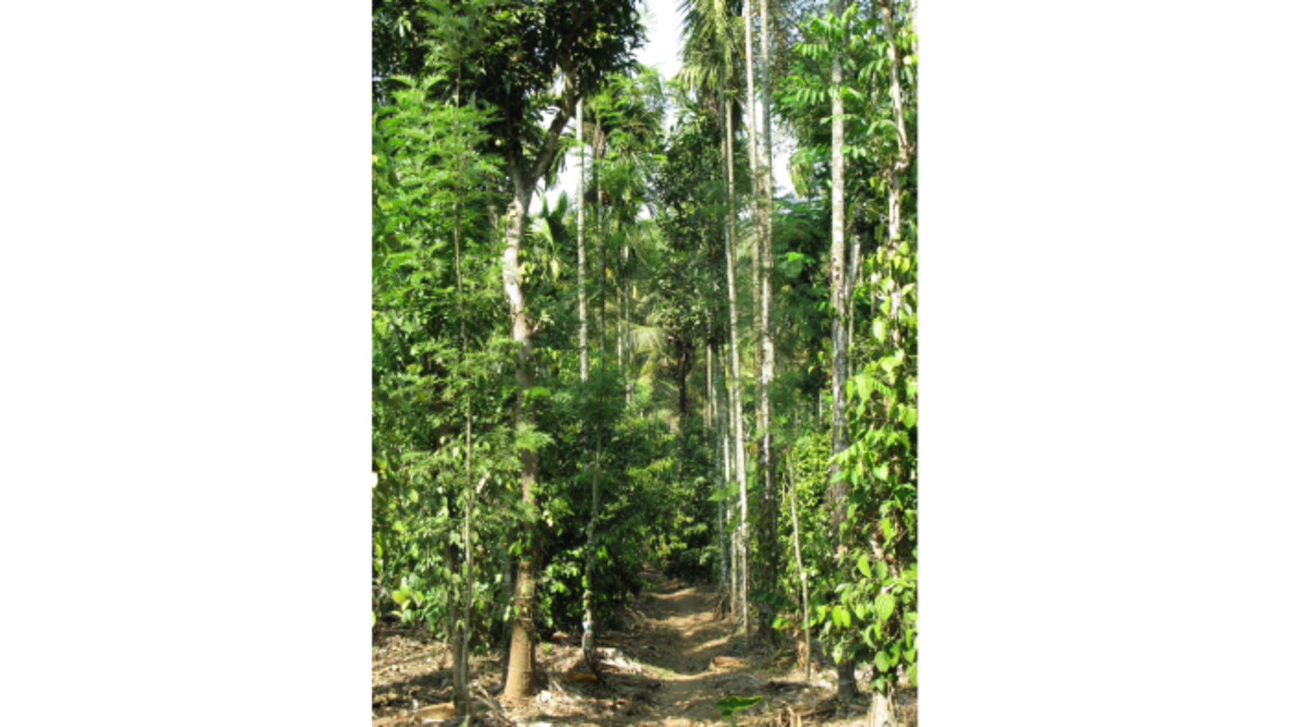 Photo des poivriers de la jungle du Kerala en Inde