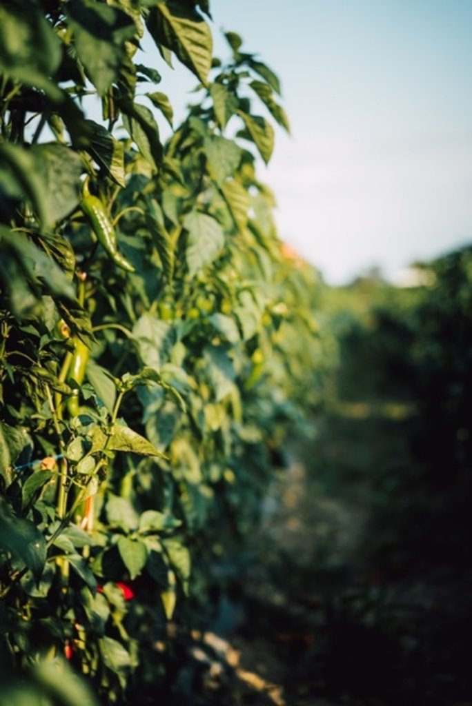 Photo de la plante qui produit le piment du Béarn
