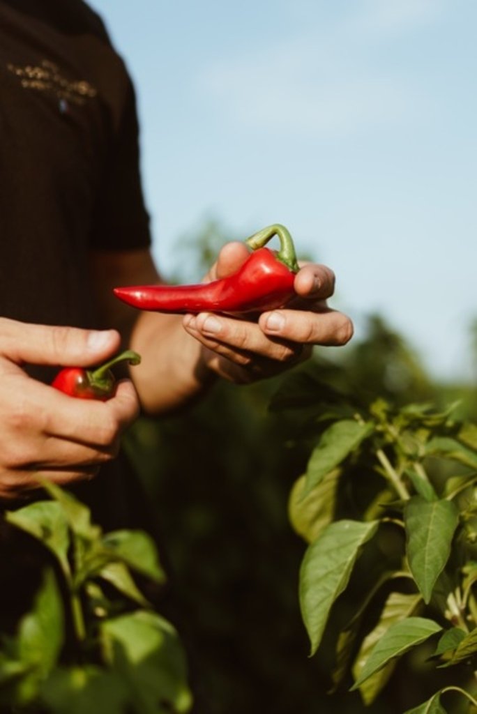 Photo d'un piment du Béarn dans la main d'un homme