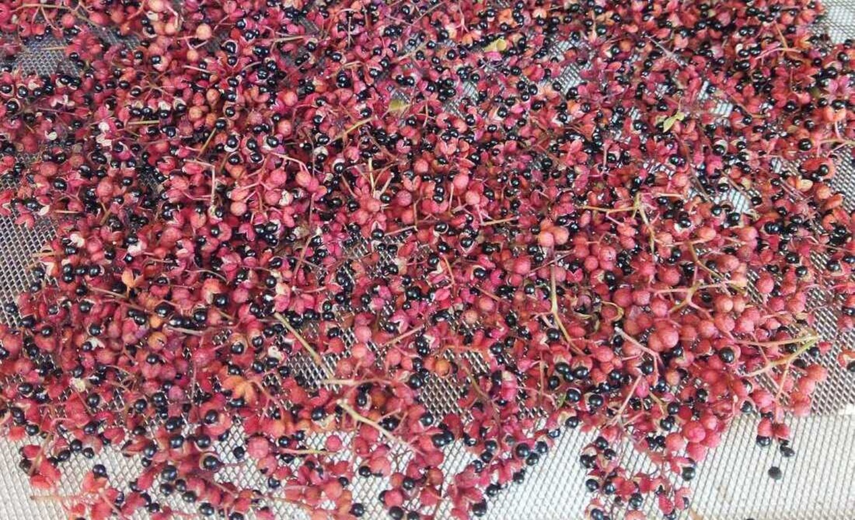 Le tamisage du poivre de Sichuan