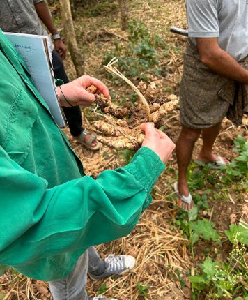 Photo du gingembre tenu par Mathilde Roellinger