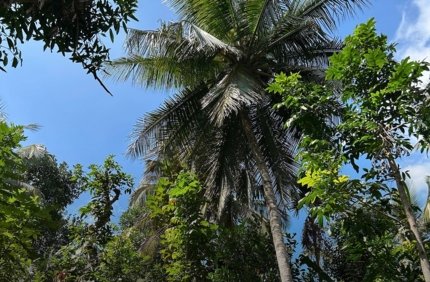 Photographie d'une forêt en Inde