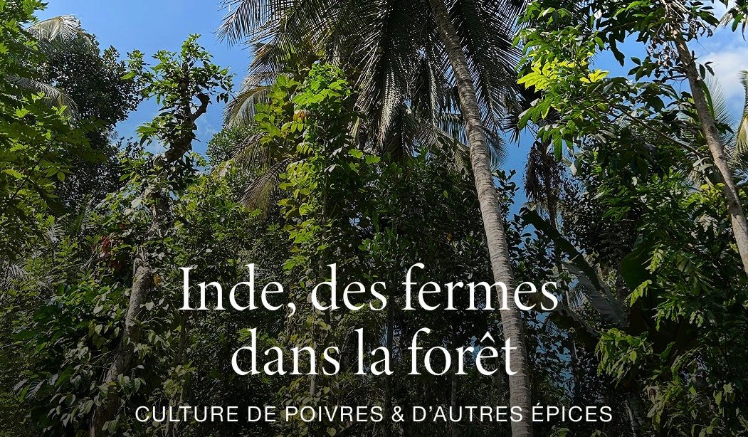Photographie de la forêt en Inde