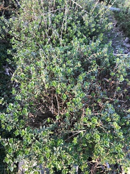 Photo d'un feuillage de thym vu du dessus.