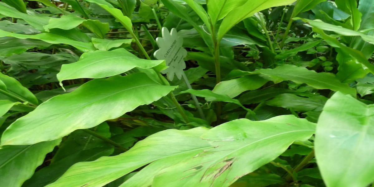 Illustration d'un plant de Cardamome